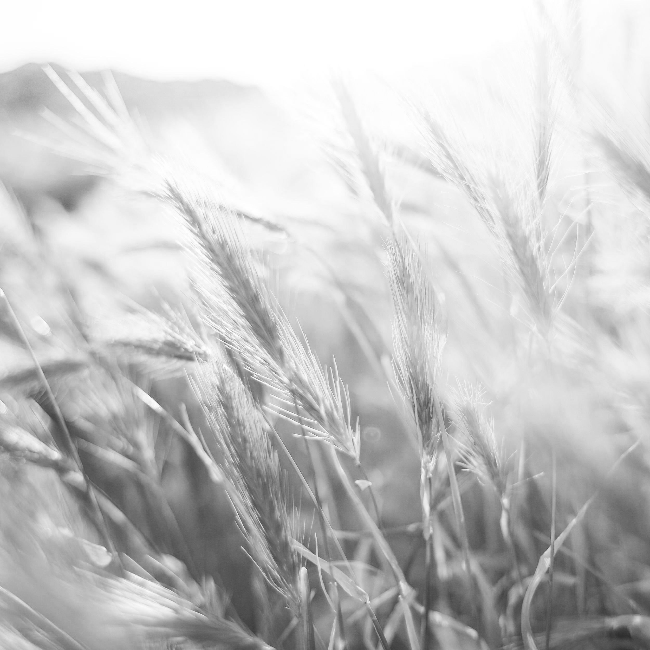 Barley growing on Nelstrop family farms in Lincolnshire